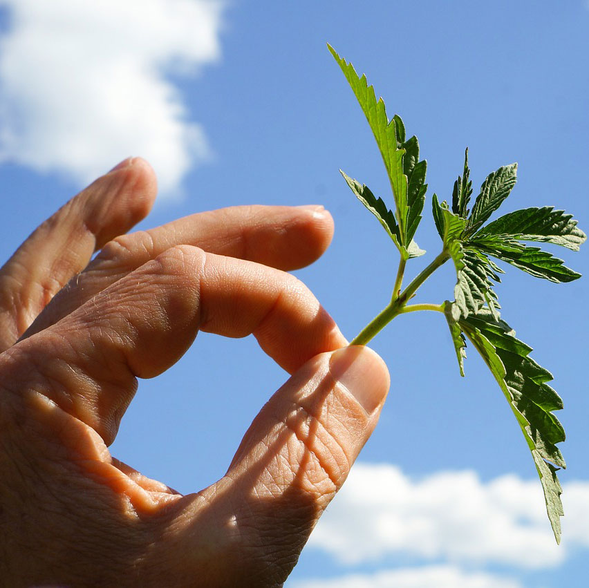 Man holding a plant