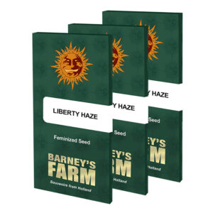 Liberty Haze Feminized Seeds | Barney's Farm