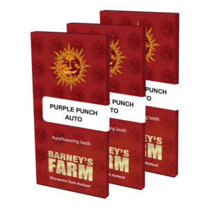 Purple Punch Auto Feminized Seeds | Barney's Farm