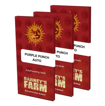 purple-punch-auto-feminised-seeds-boxed.jpg